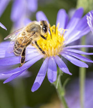 „Zimmer frei neben dem Schulacker – auch für Bienen“